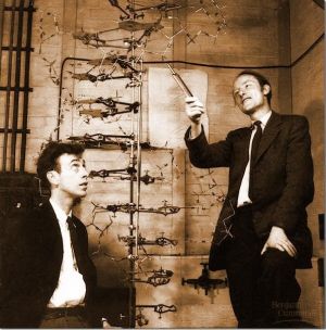 왓슨과 크릭의 DNA 이중나선 구조 모형.jpg