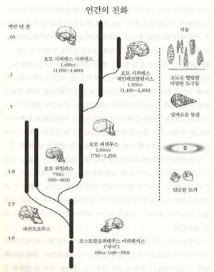 인간의 진화.jpg