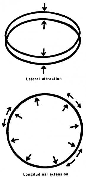 그림 3. 패러데이는 앙페르의 전류 요소들 사이의 힘을 힘의 선들의 동역학으로 대체했다. 즉 인접한 전류 곡선들은 횡적으로 끌어당기지만, 임의의 특정한 곡선은 종적으로 늘어나려는 경향을 띤다.